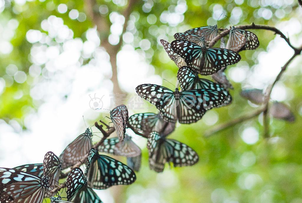 奄美大島に生息する代表的なチョウのリュウキュウアサギマダラ。寒くなると森で枯れ枝などに止まり、体を寄せ合って静かにしている＝鹿児島県・奄美大島（別府亮さん撮影）