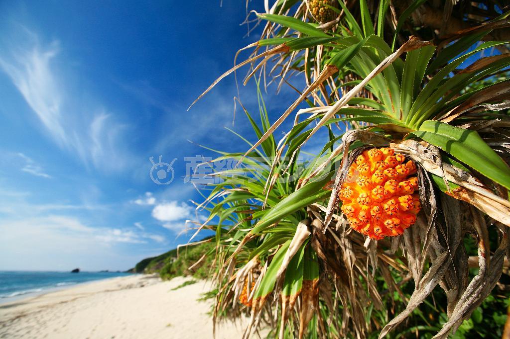 砂浜に生えているアダンの実。アダンは防波堤や道路の植栽にも利用され、熟して落ちた実はオカヤドカリの餌となる（提供写真）