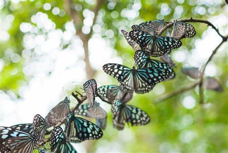 奄美大島に生息する代表的なチョウのリュウキュウアサギマダラ。寒くなると森で枯れ枝などに止まり、体を寄せ合って静かにしている＝鹿児島県・奄美大島（別府亮さん撮影）