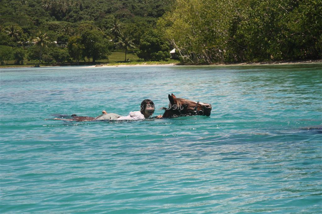 これが、水泳乗馬！＿それとも乗馬水泳？？＿お馬さんの鼻息の荒さに、笑いが止まりませんでした＝２０１３年１２月８日、バヌアツ・サント島（相川梨絵さん提供）