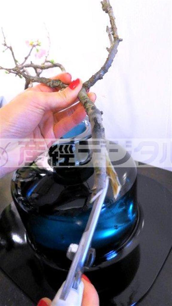 （手順１）花器に活ける前に、まず木瓜（ぼけ）の枝の切り口をはさみで縦に割ります。水の揚がりがよくなり、花が長持ちします（提供写真）