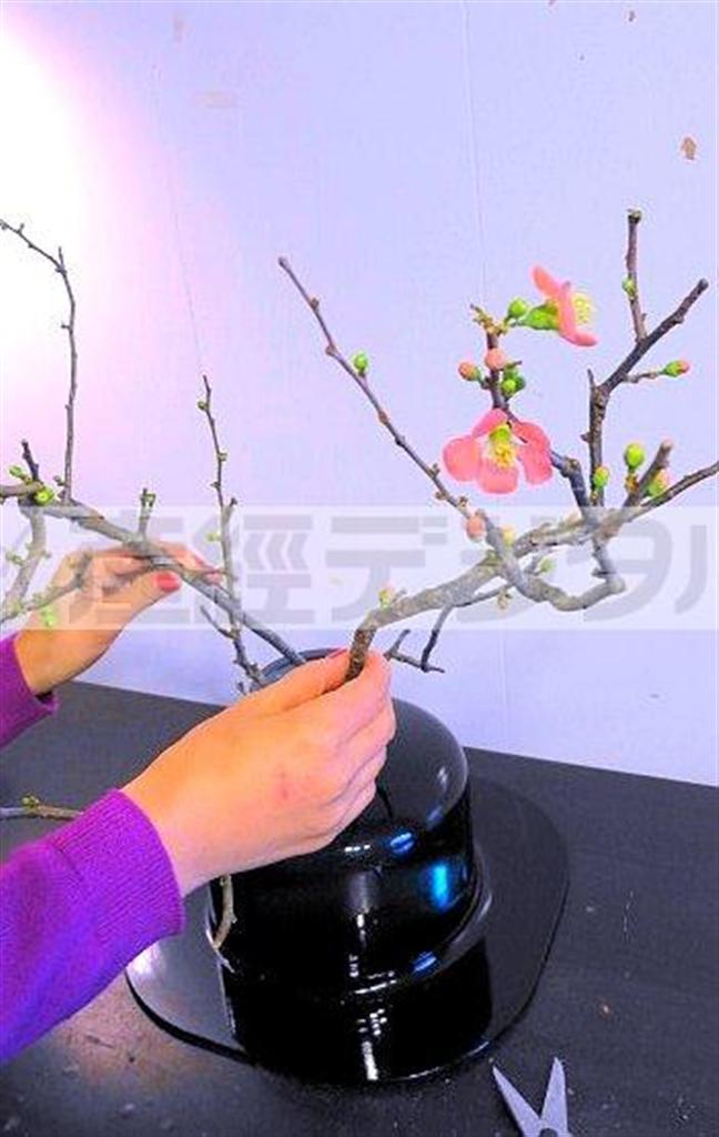 （手順２）木瓜（ぼけ）の枝を３本使い、花器から枝が三角形状に広がるように活けていきます。角度は水平に対して斜め４５度が目安です（提供写真）