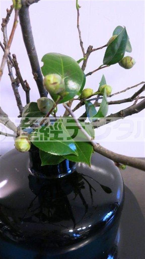 （手順３）花器の口元に「押さえ」として、あらかじめ枝から切り分けておいたツバキの葉っぱを２～３本入れます（提供写真）