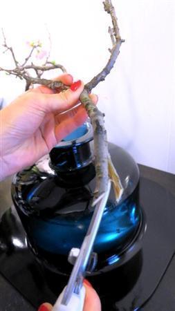 （手順１）花器に活ける前に、まず木瓜（ぼけ）の枝の切り口をはさみで縦に割ります。水の揚がりがよくなり、花が長持ちします（提供写真）