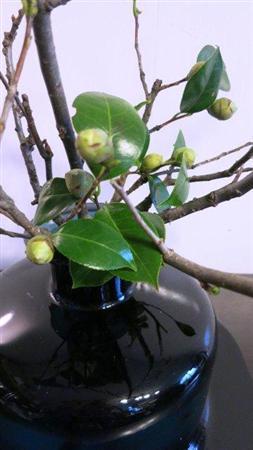 （手順３）花器の口元に「押さえ」として、あらかじめ枝から切り分けておいたツバキの葉っぱを２～３本入れます（提供写真）