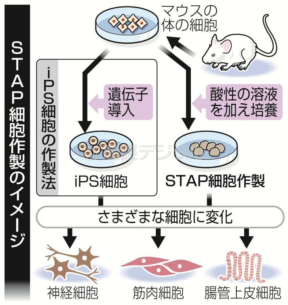 新たな手法で作られた万能細胞「刺激惹起（じゃっき）性多機能細胞（ＳＴＡＰ（スタップ）細胞）」作製のイメージ＝２０１４年１月３０日発表