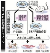 新たな手法で作られた万能細胞「刺激惹起（じゃっき）性多機能細胞（ＳＴＡＰ（スタップ）細胞）」作製のイメージ＝２０１４年１月３０日発表