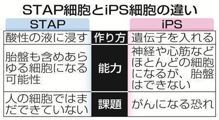 新たな手法で作られた万能細胞「刺激惹起（じゃっき）性多機能細胞（ＳＴＡＰ（スタップ）細胞）」とｉＰＳ細胞（人工多能性幹細胞）の違い＝２０１４年１月３０日発表