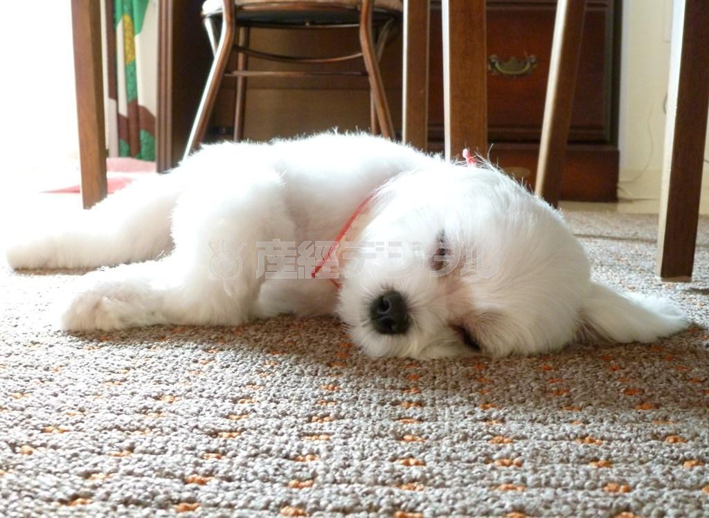 ジャーキーを前にすれば他のすべてがすっ飛ぶ乾家の愛犬、まるがお気に入りの札幌の風景をご案内します。トリミングから帰ってきて爆睡中…＝２０１４年１月２５日、北海道・札幌市（乾ルカさん撮影）