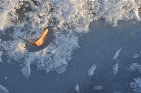 氷上に落ちたアムールシナノキの果実の葉＝２０１１年２月２０日、ロシア・クラスヌイ・ヤール村（伊藤健次さん撮影）