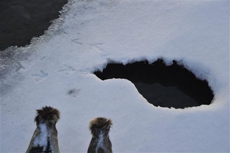 氷の窓から出入りするカワガラスの足跡＝２０１１年２月２１日、ロシア・クラスヌイ・ヤール村（伊藤健次さん撮影）