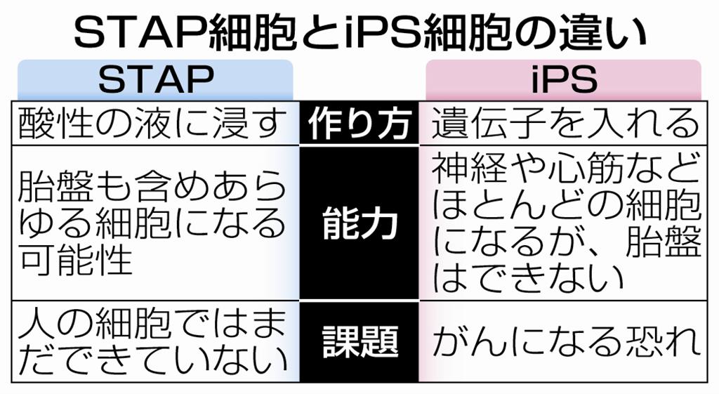 新たな手法で作られた万能細胞「刺激惹起（じゃっき）性多機能細胞（ＳＴＡＰ（スタップ）細胞）」とｉＰＳ細胞（人工多能性幹細胞）の違い＝２０１４年１月３０日発表