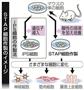 新たな手法で作られた万能細胞「刺激惹起（じゃっき）性多機能細胞（ＳＴＡＰ（スタップ）細胞）」作製のイメージ＝２０１４年１月３０日発表