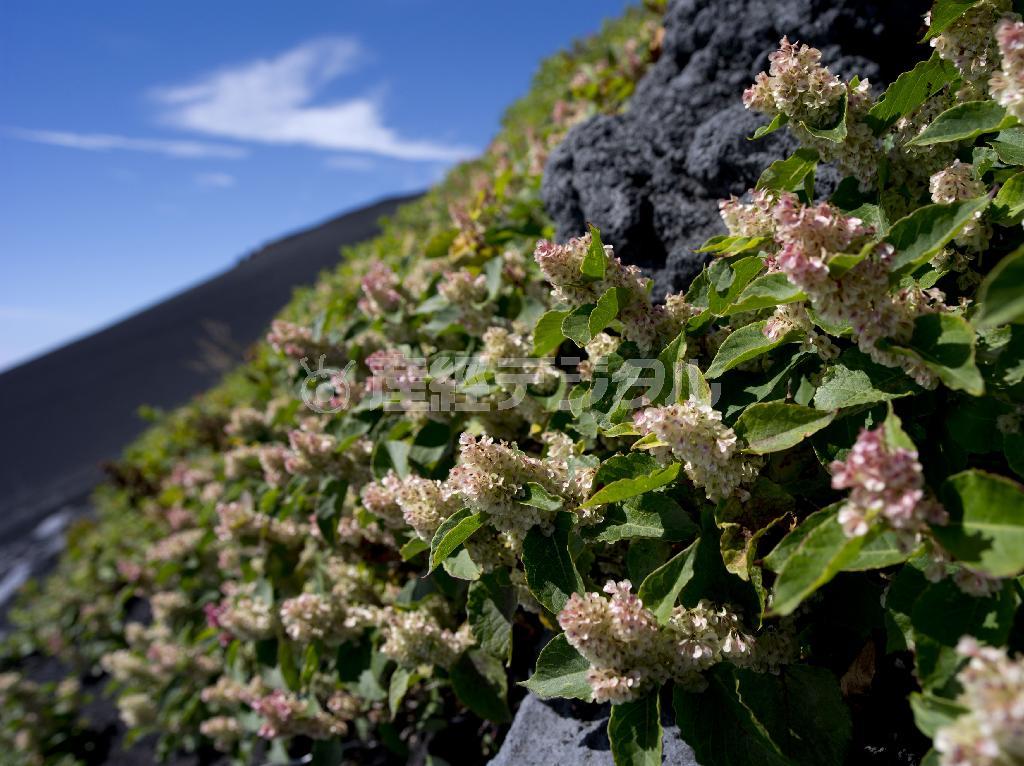 その名も美しい、高山植物「メイゲツソウ」。疲れた心を潤してくれる＝２０１３年９月７日、富士山（井浦新さん撮影）