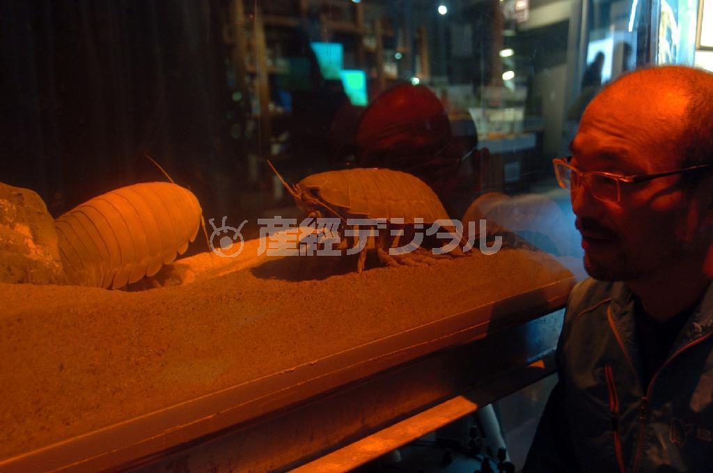 ダイオウグソクムシを育てる森滝丈也さん＝鳥羽市