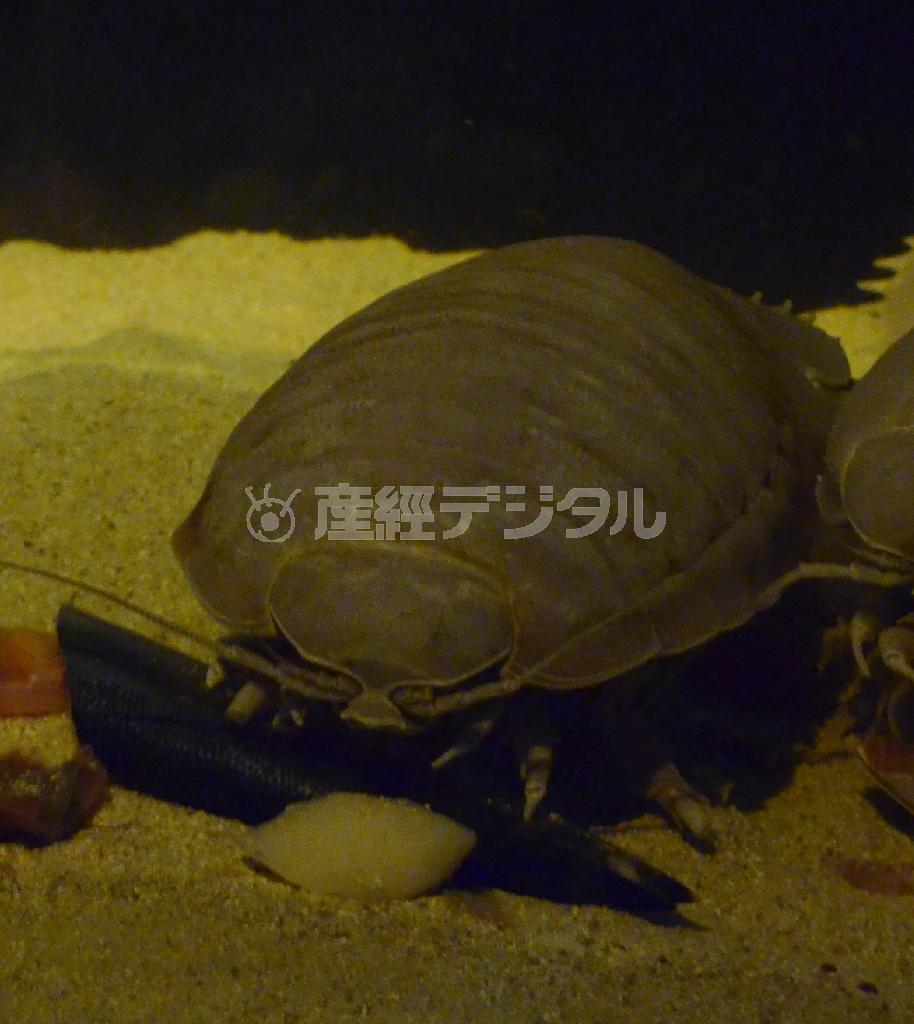 サンマの尾に関心を示した「Ｎｏ．１」。しかし、食べることはなかった＝鳥羽市（鳥羽水族館提供）