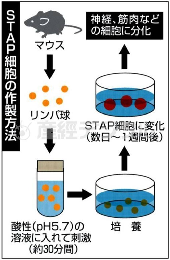 新たな万能細胞「ＳＴＡＰ（スタップ）細胞」の作製方法＝２０１４年２月２日現在