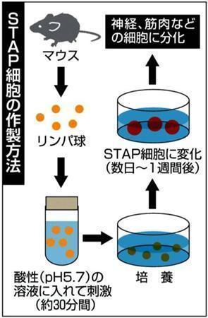 新たな万能細胞「ＳＴＡＰ（スタップ）細胞」の作製方法＝２０１４年２月２日現在
