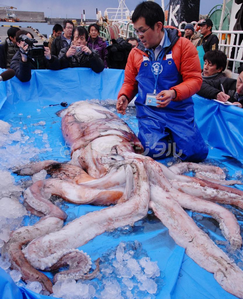 １月２１日に鳥取県岩美郡岩美町で水揚げされたダイオウイカ＝２０１４年（共同）