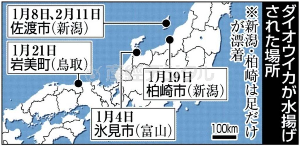 ダイオウイカが水揚げされた場所＝２０１４年１月、※新潟県柏崎市は足だけが漂着
