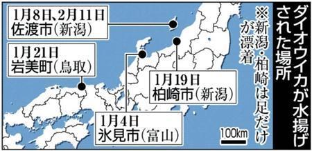 ダイオウイカが水揚げされた場所＝２０１４年１月、※新潟県柏崎市は足だけが漂着