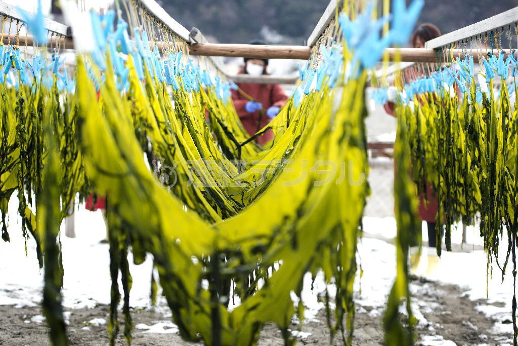 雪の残る砂浜で、春を呼ぶかのようなワカメの緑が映える＝２０１４年２月１１日、神奈川県鎌倉市・材木座海岸（渡辺照明撮影）