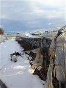 大雪で倒壊したイチゴのビニールハウス＝１６日午前、栃木県真岡市（農家提供）