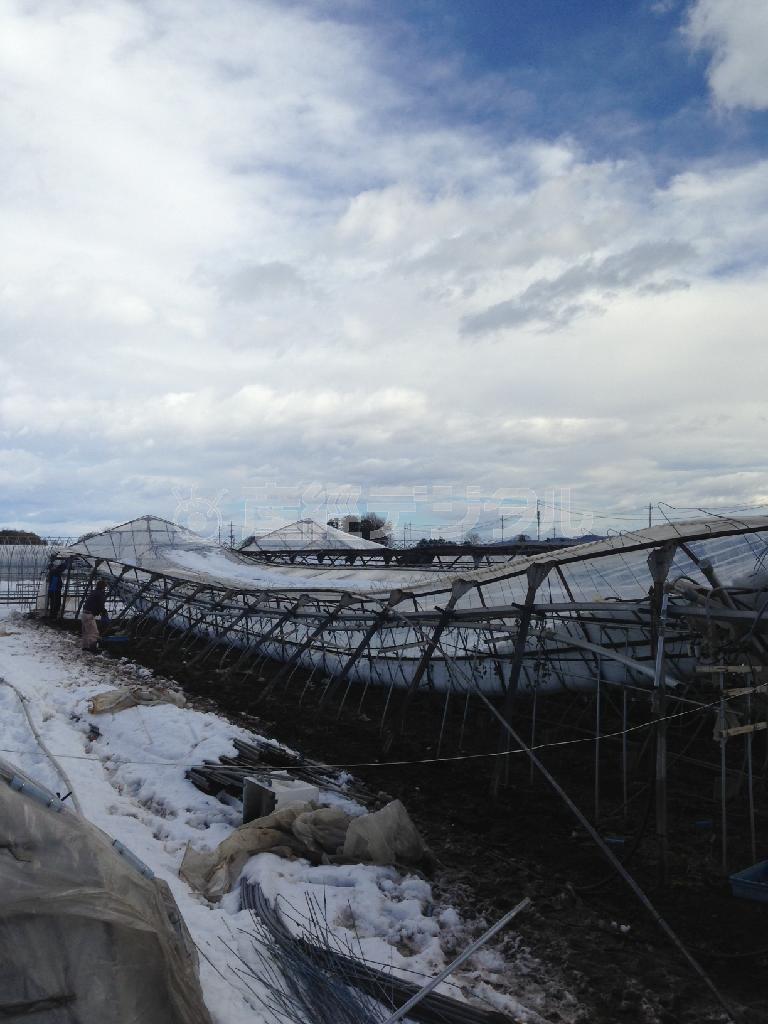 大雪で倒壊したイチゴのビニールハウス＝２０１４年２月１６日午前、栃木県真岡市（農家提供）