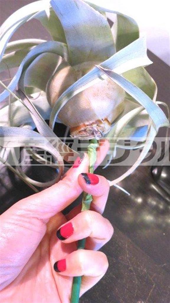 （手順１）「チランジア＿キセログラフィカ」の根本に添え木をして、ワイヤで固定しフローラルテープを巻く（花千代さん提供）