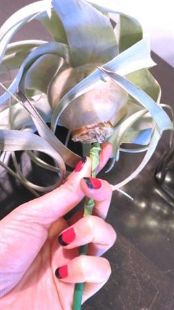 （手順１）「チランジア＿キセログラフィカ」の根本に添え木をして、ワイヤで固定しフローラルテープを巻く（花千代さん提供）