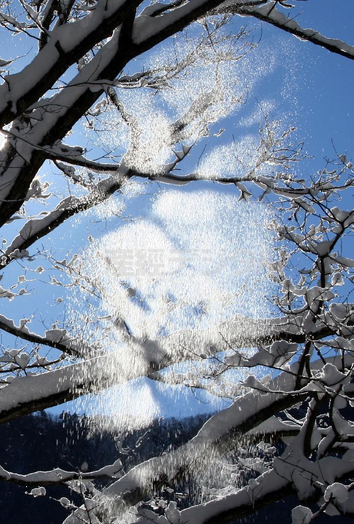 雪が落ちる＝２００８年２月４日、山梨県北都留郡丹波山村（野村成次撮影）