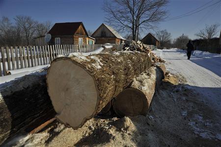 村の家庭の前に転がる、まき用の丸太。割りやすく火力の強いヤチダモが好まれるが日本ではめったに見られないサイズだ＝２０１３年３月１４日、ロシア・クラスヌィ・ヤール村（伊藤健次さん撮影）