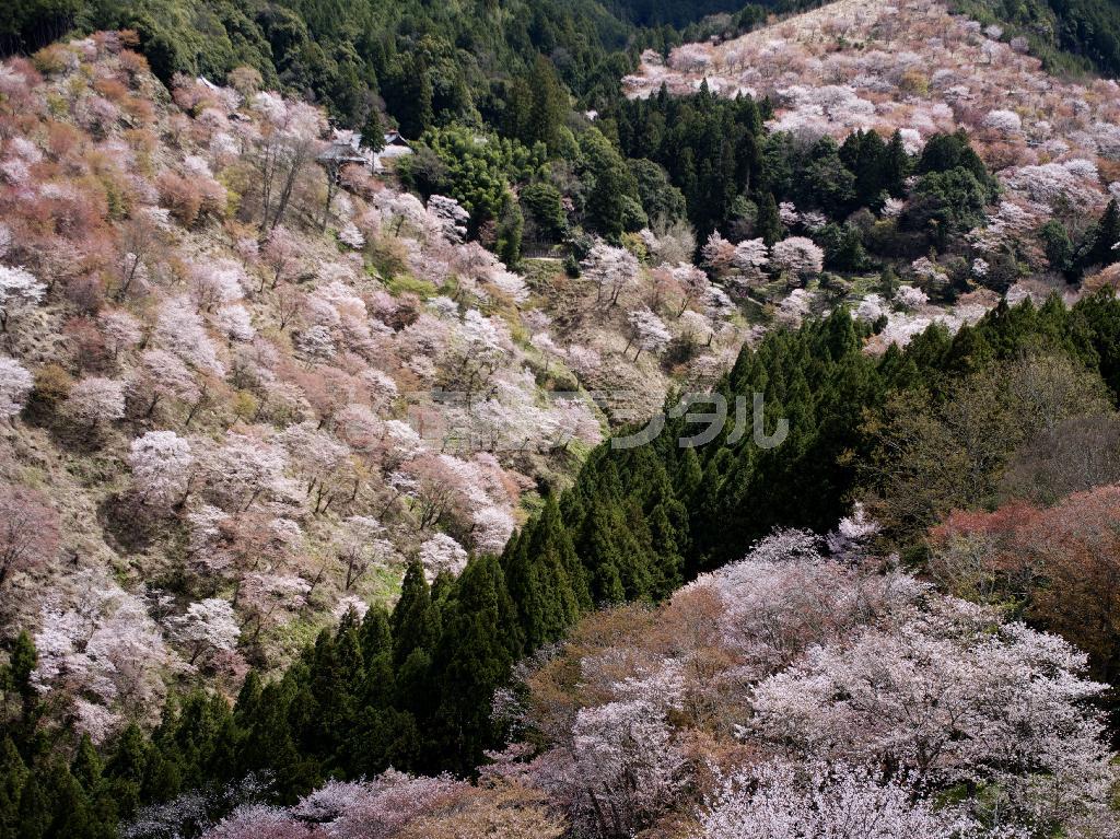 吉野山では、下千本、中千本、上千本、奧千本と、４段階で桜が咲き進む（井浦新さん撮影）
