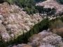 吉野山では、下千本、中千本、上千本、奧千本と、４段階で桜が咲き進む（井浦新さん撮影）