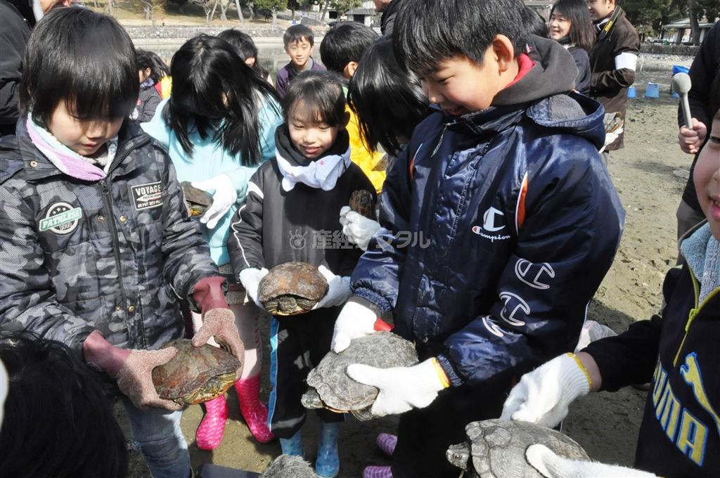 猿沢池で捕獲されたミドリガメを見せ合う子供ら＝奈良市