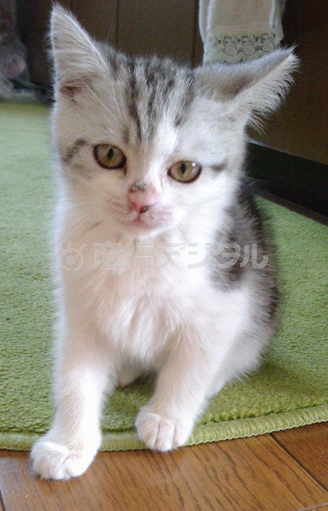 乾家の愛犬「まる」…ではなく、「まる」を連れて遊びに行った姉夫婦の家の「ロッキー」。アイドルの座をうばわれて、まるはしょぼくれておりました（そしてこのコーナーの写真の座も奪われるという…）＝２０１４年３月２日、北海道札幌市（乾ルカさん撮影）