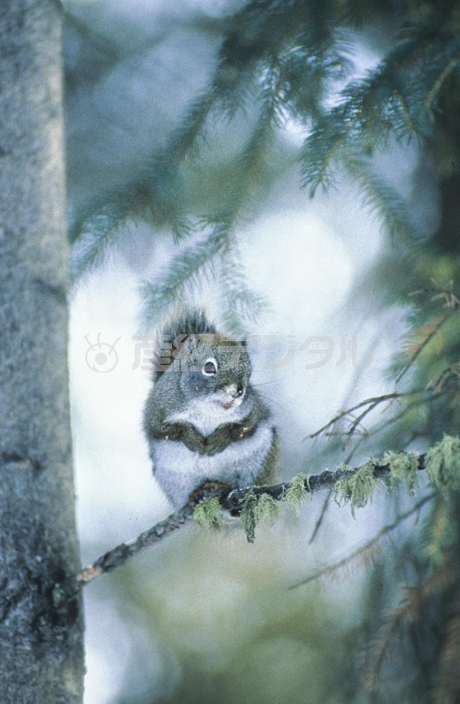 初めてアラスカで撮った野生動物。カメラ目線でポーズまでとってくれているようだ＝１９９４年１月、米アラスカ州（松本紀生さん撮影）
