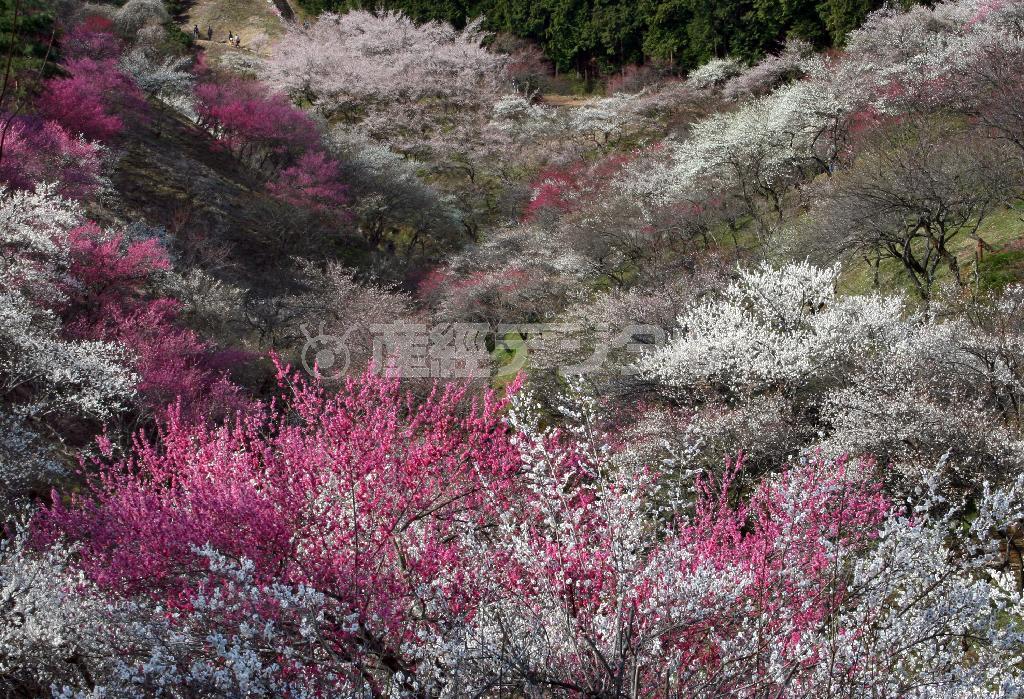 梅林に惜別＝２００６年３月２５日、東京都青梅市（野村成次撮影）