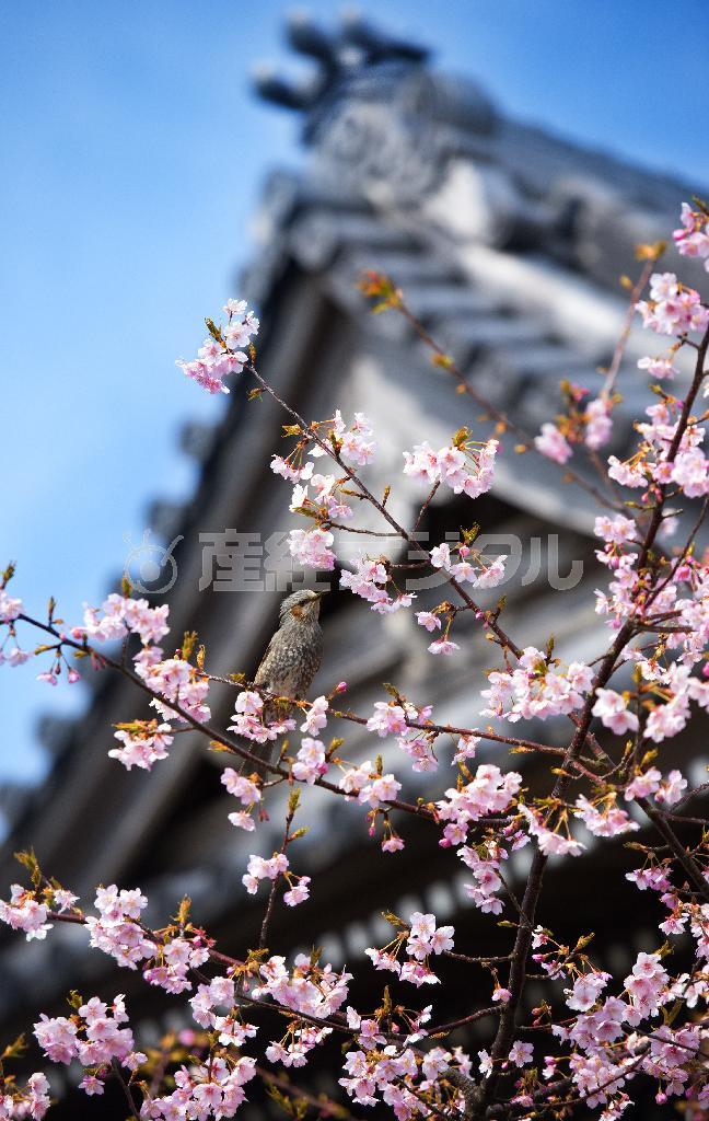 境内の河津桜に花の蜜を求めてヒヨドリがやってきた＝２０１４年３月９日、神奈川県鎌倉市長谷の本覚寺（渡辺照明撮影）