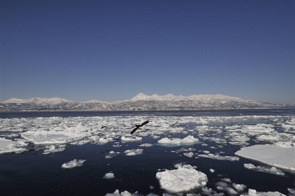 知床連峰と流氷が広がる羅臼沖。日本離れした風景の中をオオワシが舞う＝２０１４年２月２５日、北海道目梨郡羅臼町（伊藤健次さん撮影）