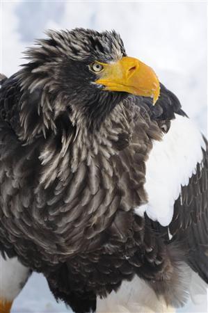 流氷に降り立ったオオワシ。氷海の王者の風格が漂う＝２０１４年２月２３日、北海道目梨郡羅臼町（伊藤健次さん撮影）