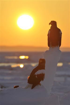 国後島から朝日が上がる。氷海が輝き、オオワシたちが活動を始める＝２０１４年２月２４日、北海道目梨郡羅臼町（伊藤健次さん撮影）