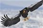 国後島の島影を背にオオワシが急降下してきた。流氷の動きに呼応するように北海道に渡来し、冬を過ごす＝２０１４年２月２３日、北海道目梨郡羅臼町（伊藤健次さん撮影）