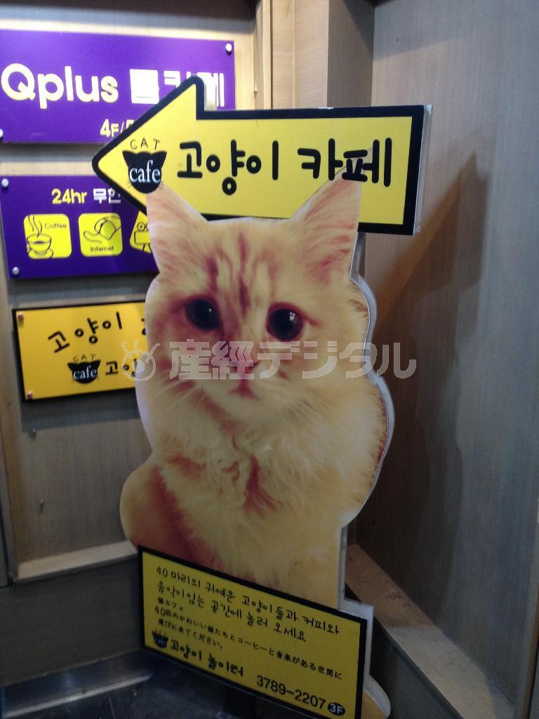 妙に心惹かれる猫カフェの巨大看板。韓国で見つけました＝２０１４年２月２２日、韓国（本谷有希子さん撮影）