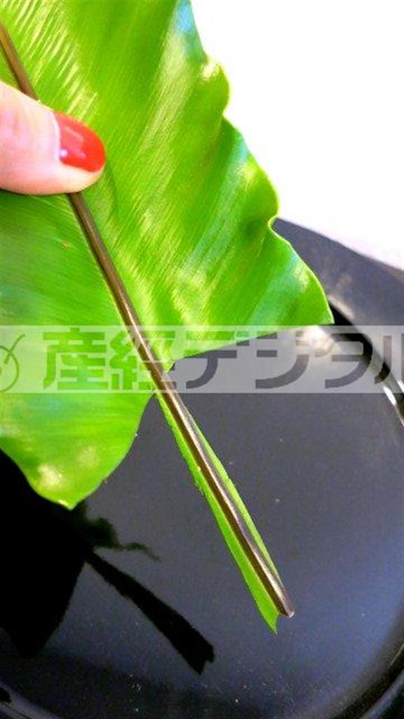 （手順１）タニワタリの葉の根元をオアシスに差しやすく茎を残して葉の部分を１０センチほどカットする（花千代さん提供）