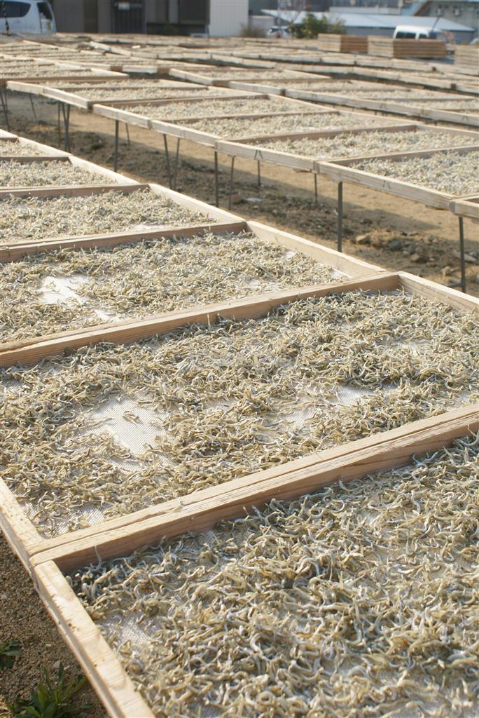 淡路はちりめんも有名。福良港近くの「橋詰水産」のちりめんは天日干しで、大将いわく「アルデンテの食感」＝２０１４年３月１７日、兵庫県南あわじ市（塩塚夢撮影）