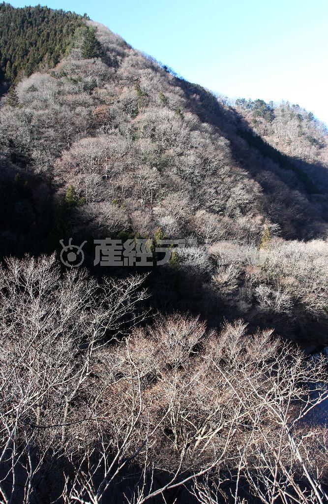 春遠からじ＝２０１３年１２月２５日、山梨県北都留郡丹波山村（野村成次撮影）