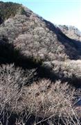 春遠からじ＝２０１３年１２月２５日、山梨県北都留郡丹波山村（野村成次撮影）