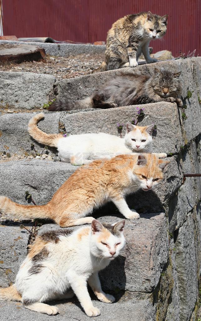 日当たりのよい階段は猫たちの「五段ベッド」＝２０１４年３月１７日、愛媛県大洲市長浜町の青島（尾崎修二撮影）