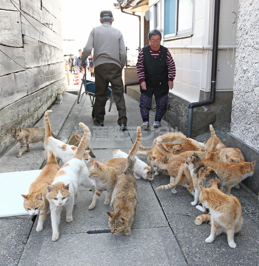 島のお年寄りに餌をもらった猫たち。食事が終わると、それぞれお気に入りの場所へと散っていく＝２０１４年３月１７日、愛媛県大洲市長浜町（尾崎修二撮影）